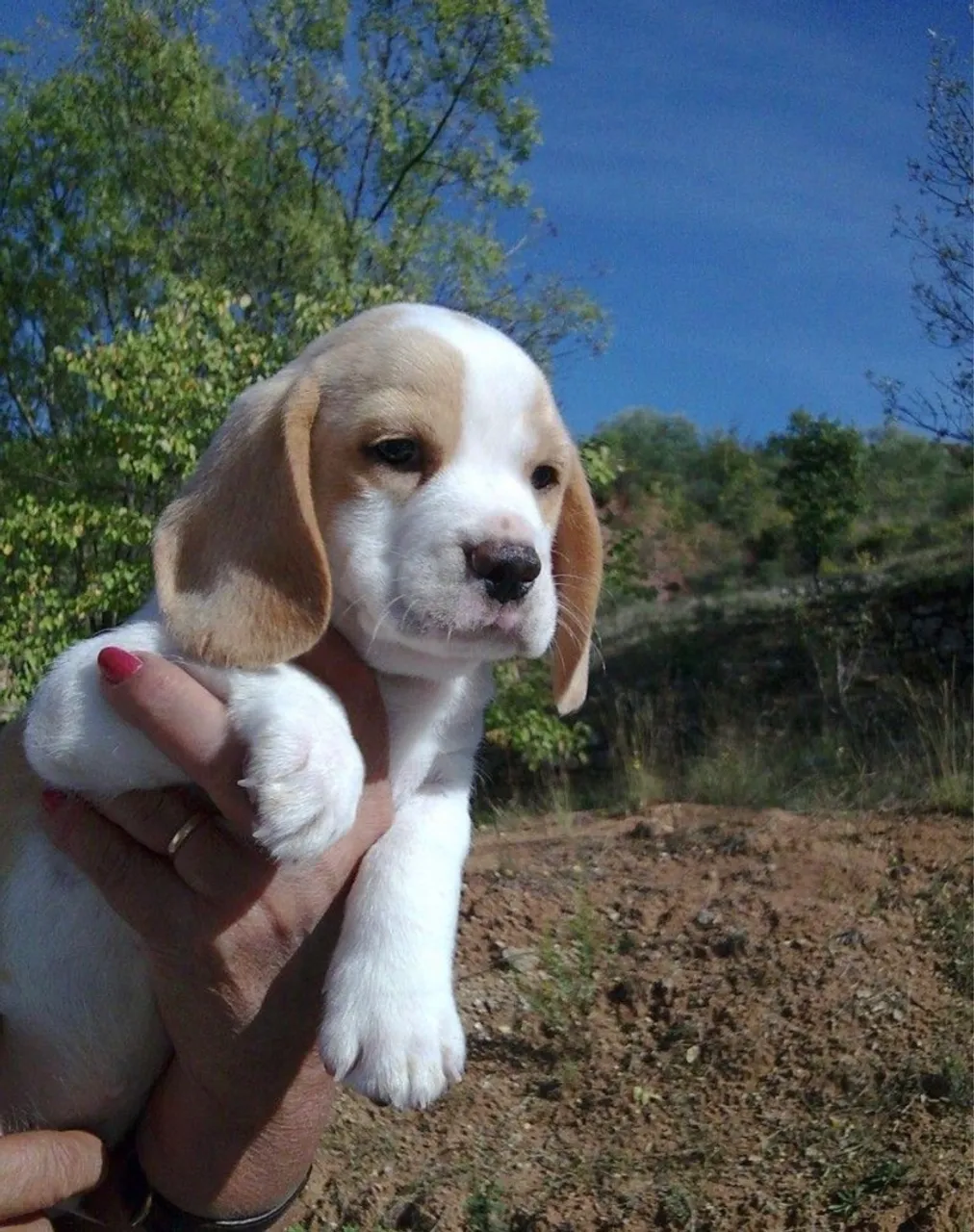 Beagle Alegria e faro apurado