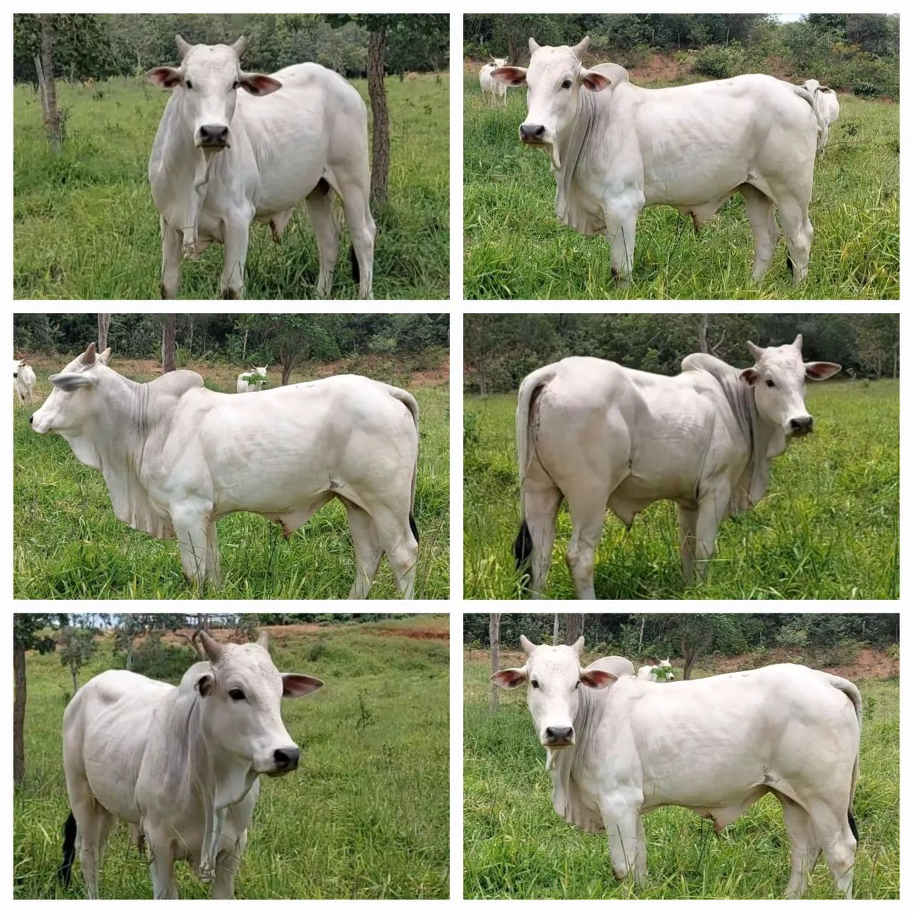 Garrotinho Nelore 2 anos 10 meses de IATF  - Foto 3