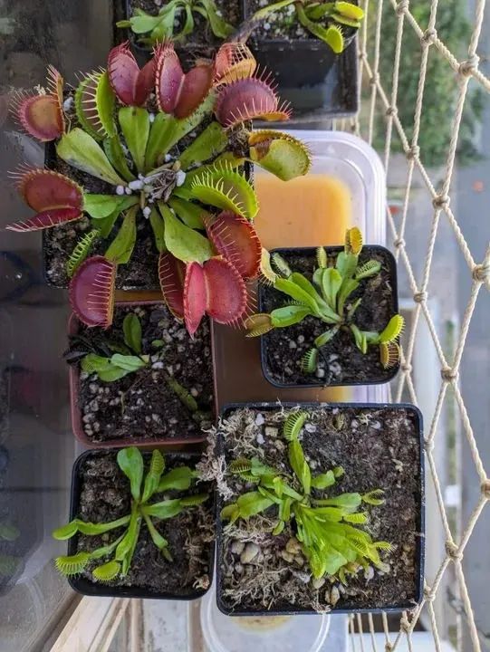 Planta Carnívora Dionéia - Foto 5