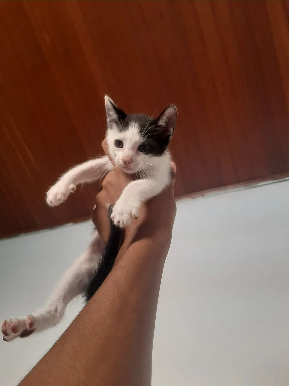 4 Gatinhos filhotes fofos para adoção
