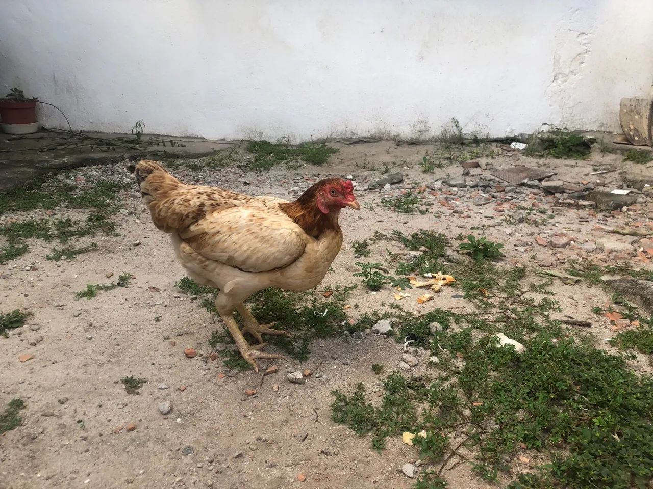 Galinha caipira  - Foto 5