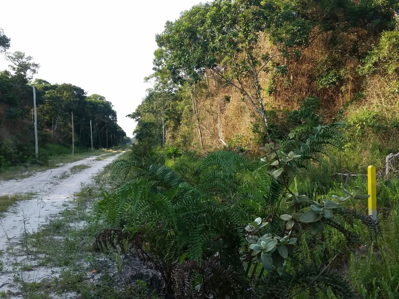 Área plana com 10.000 metros quadrados em Praia do Ervino - São Francisco do Sul - SC