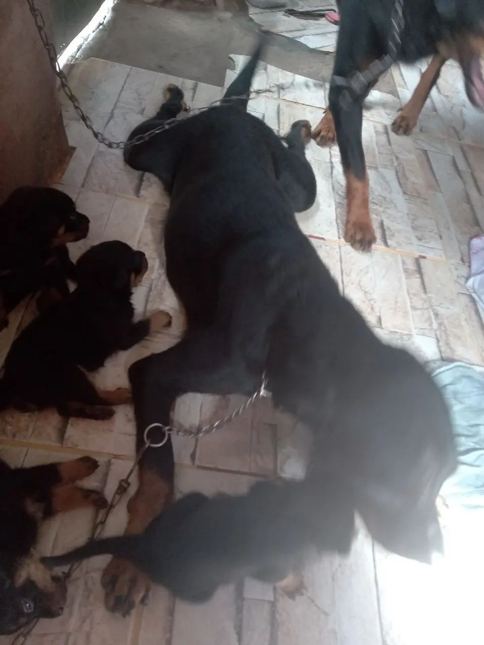 Filhote de Rottweiler - Foto 4