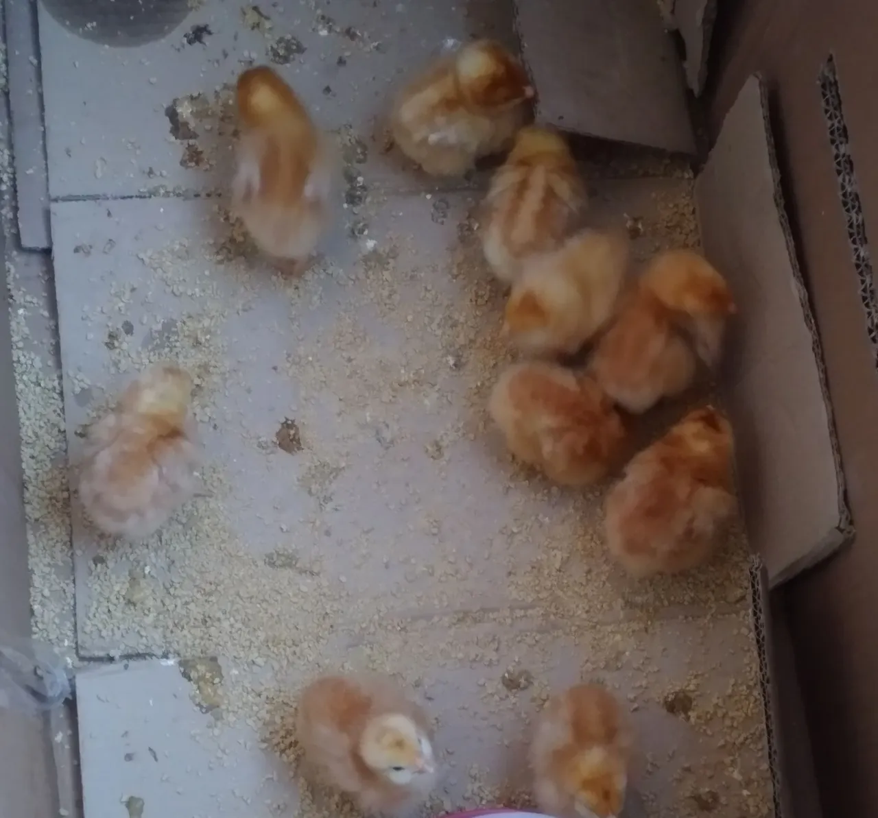 Pintinhos