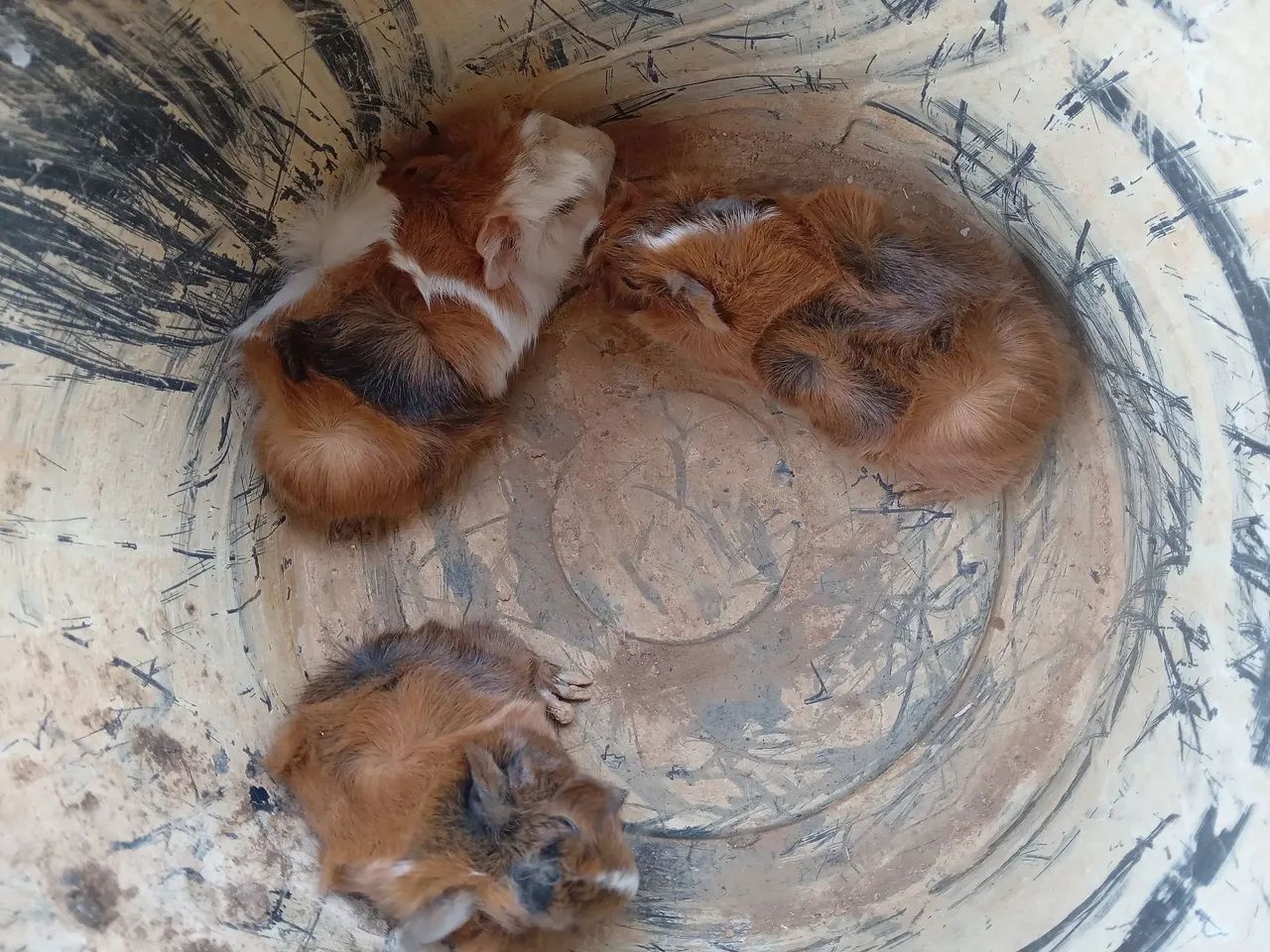 Coelhos e porquinhos da india filhotes  - Foto 4