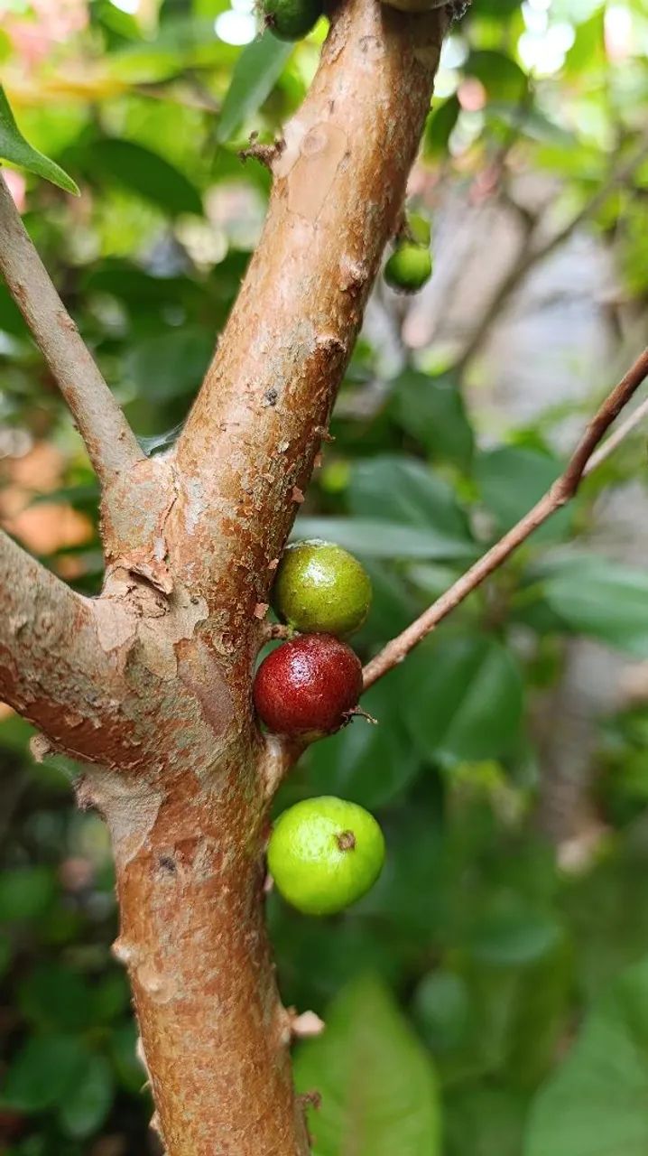 Frutíferas produzindo - Foto 3