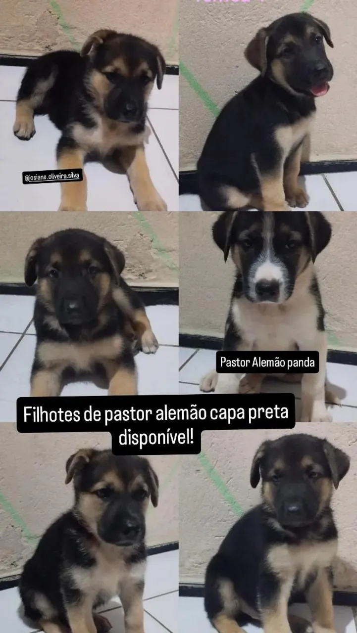 Filhotes de Pastor Alemão Capa Preta Disponíveis!