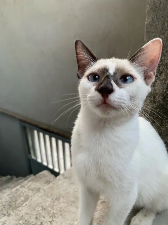 Filhotes de gato para adoção  - Foto 6