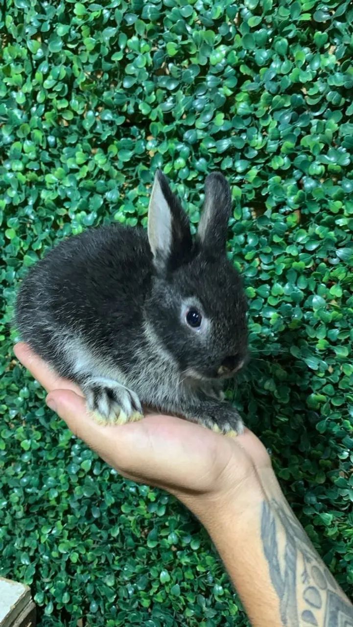 Coelhinho netherland  black otter