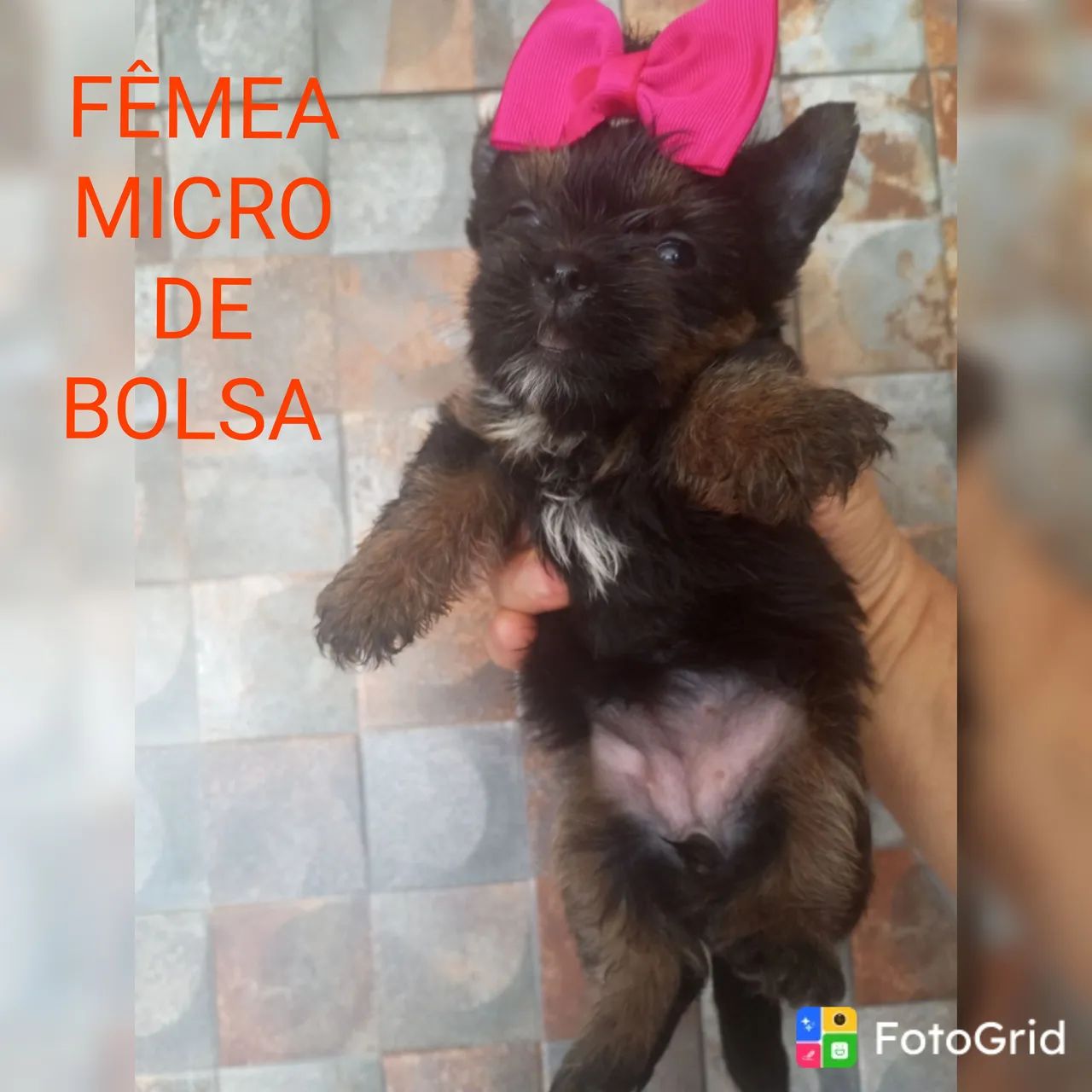 YORKSHIRE MICRO PROMOÇÃO PEDIGREE CBKC  - Foto 4