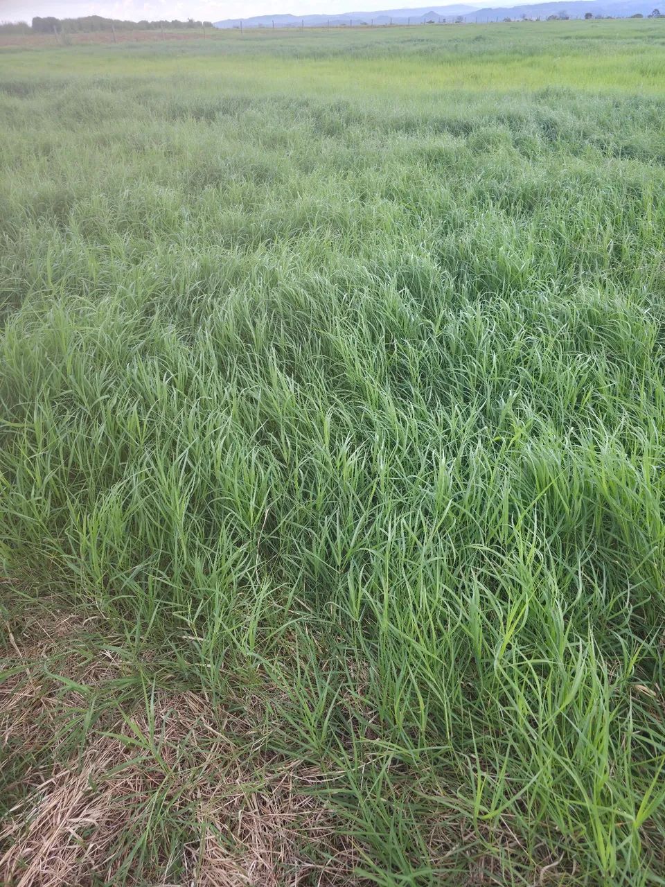 Mudas de tifton 85 - Foto 2