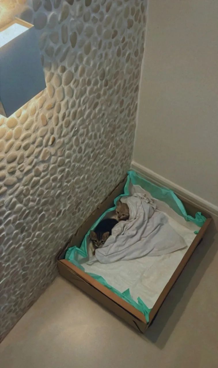 Filhotes de gatas para adoção - Foto 3