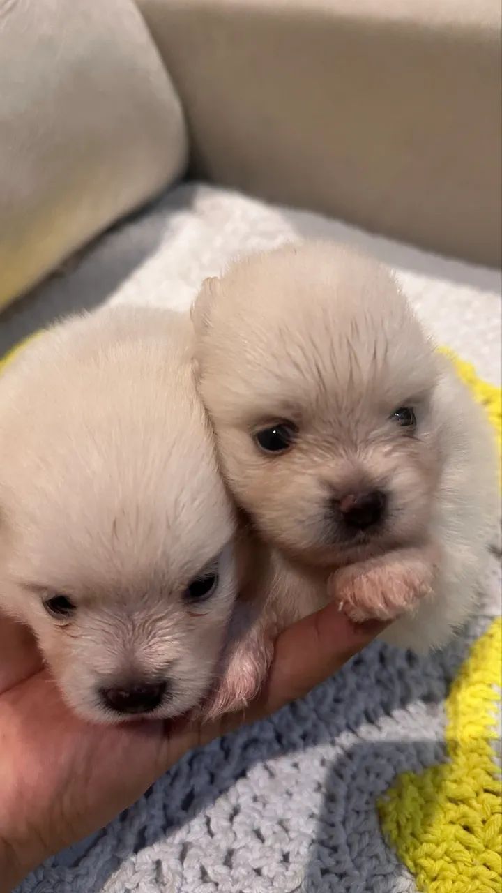 lulu da pomerania - Foto 2