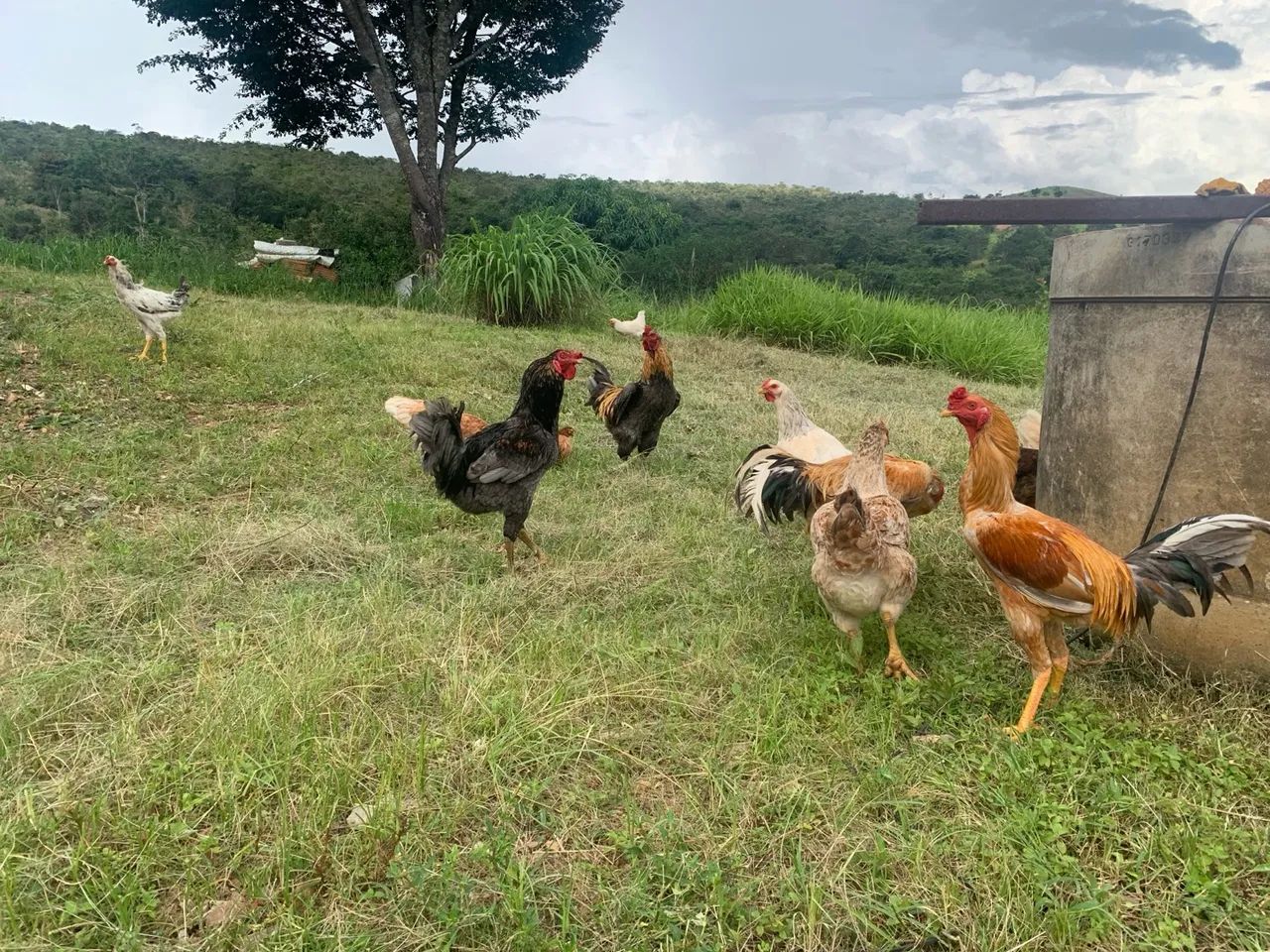 Galinhas e Galos - Caipiras  - Foto 5