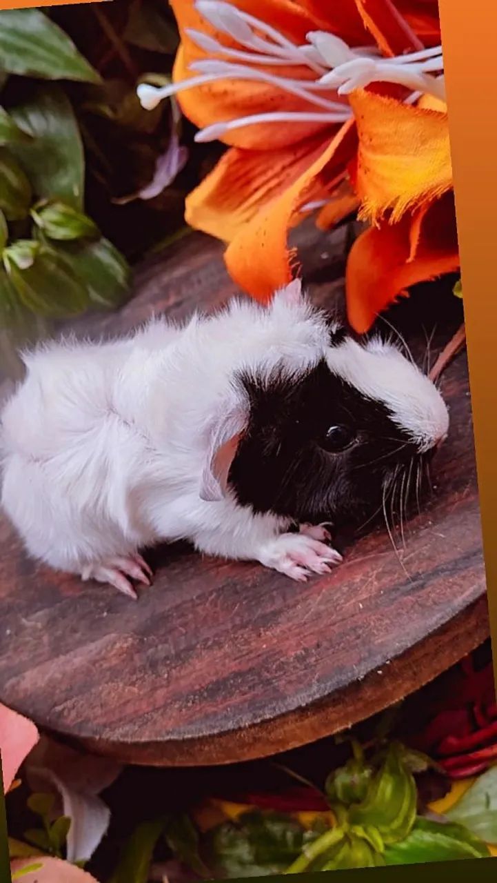 Lindo Porquinho-da-Índia fêmea angorá  - Foto 2