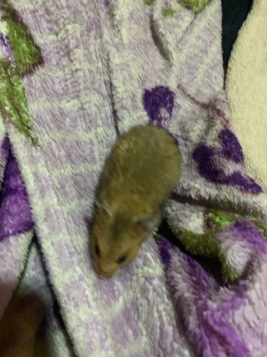  Hamster+ casa $180 - Foto 2