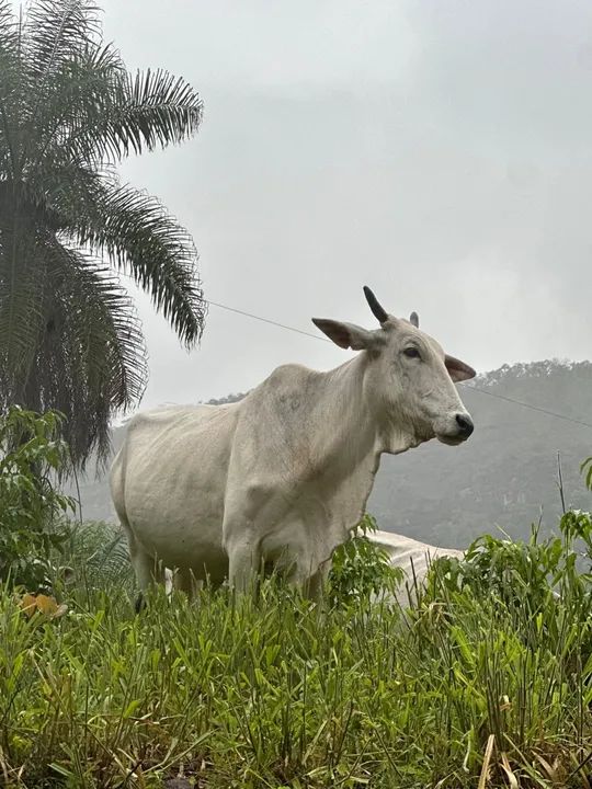 Vende-se 18 vacas Nelore