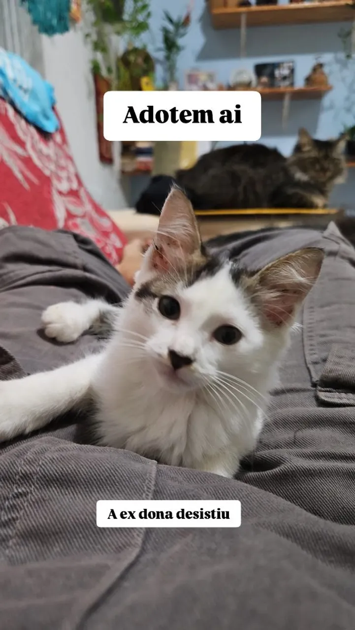 Gatinha para adoção RESPONSÁVEL