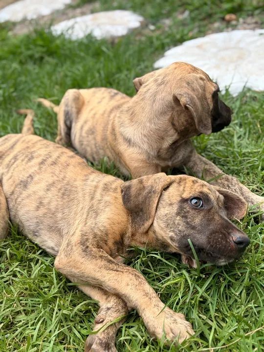 Fila brasileiro - Foto 2