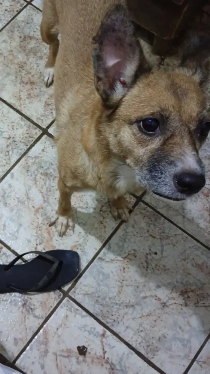 Doa-se uma cachorrinha