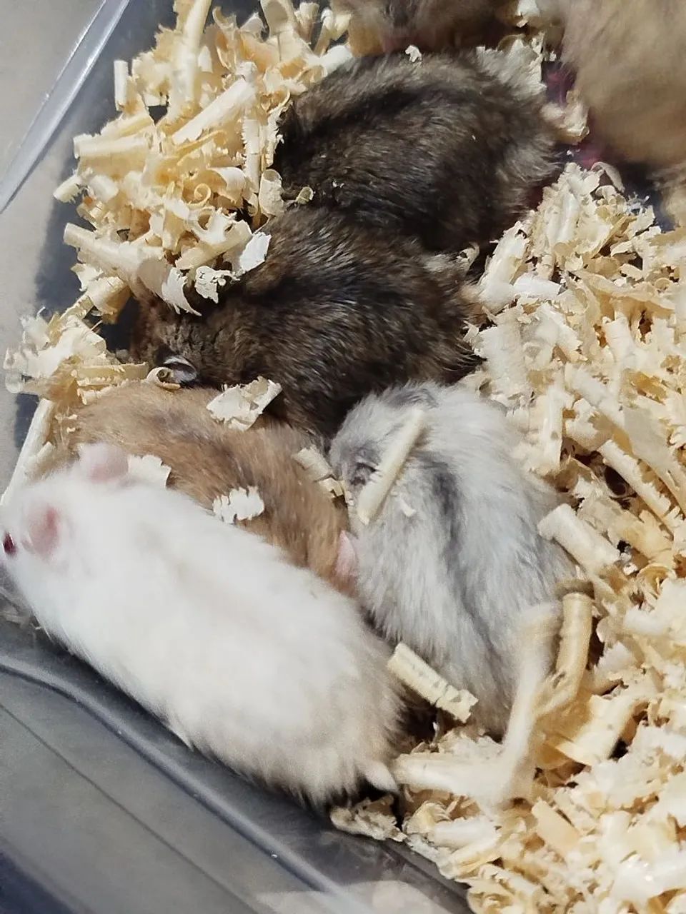 Hamster anão russo  - Foto 3