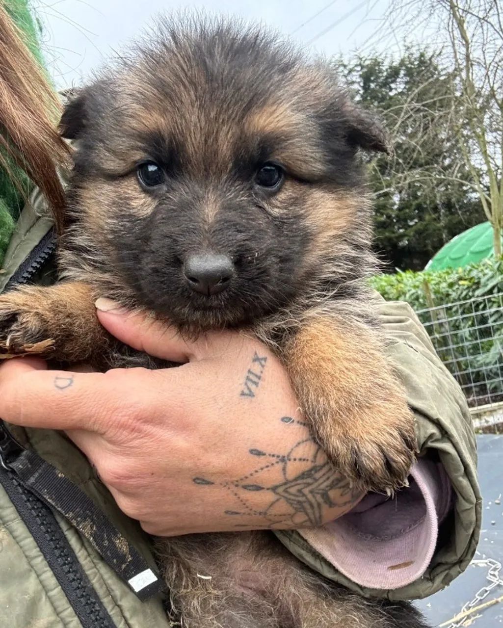 Fofuxos Doguinhos Pastor Alemao 