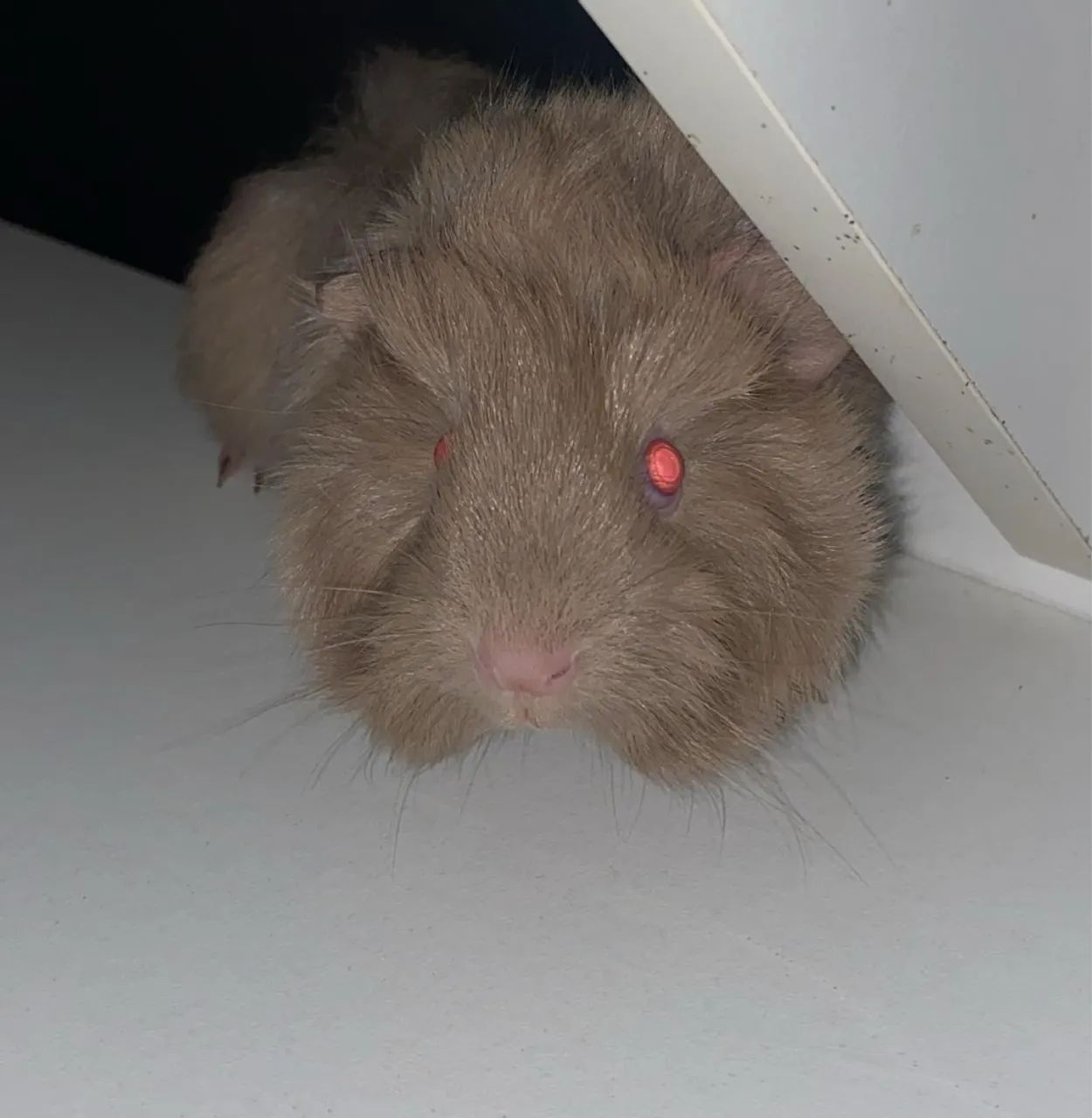 Porquinho da índia pelo longo  - Foto 2