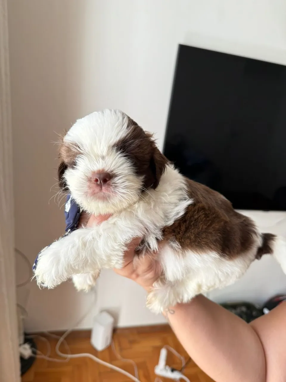Filhote Shih Tzu - Peludinho e Charmoso!