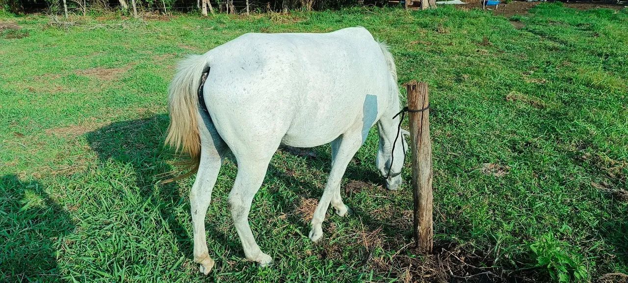Égua Tordilha - Foto 4