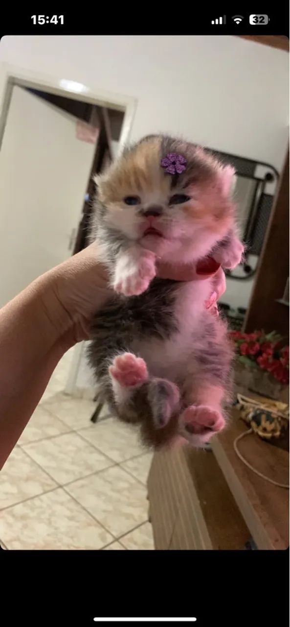 Gatinhos a venda (Persa ) - Foto 5