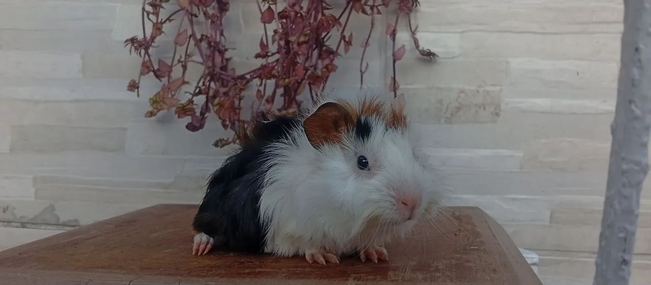 Porquinho da índia  - Foto 3