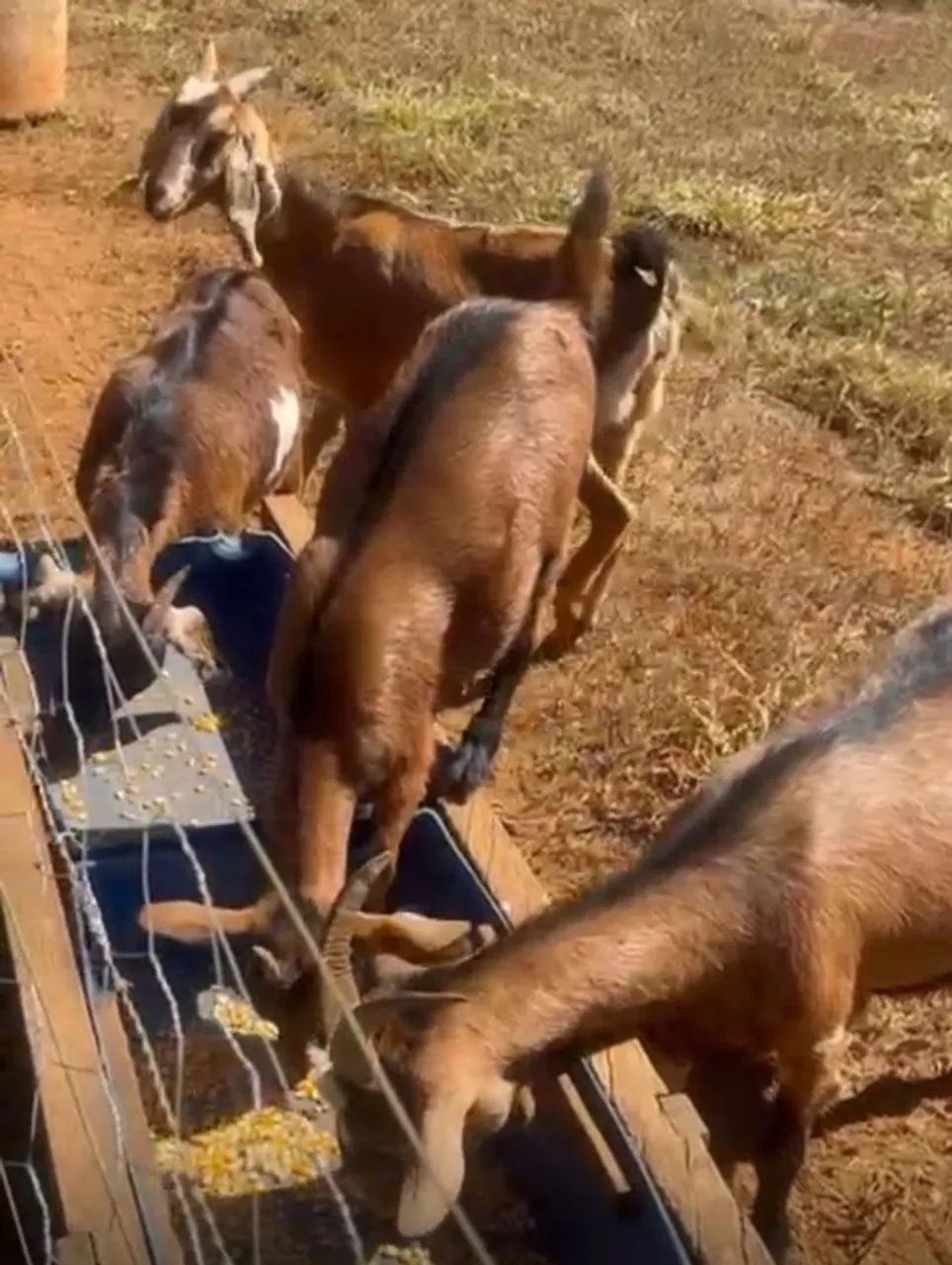 Cabras para Criação - Animais Saudáveis