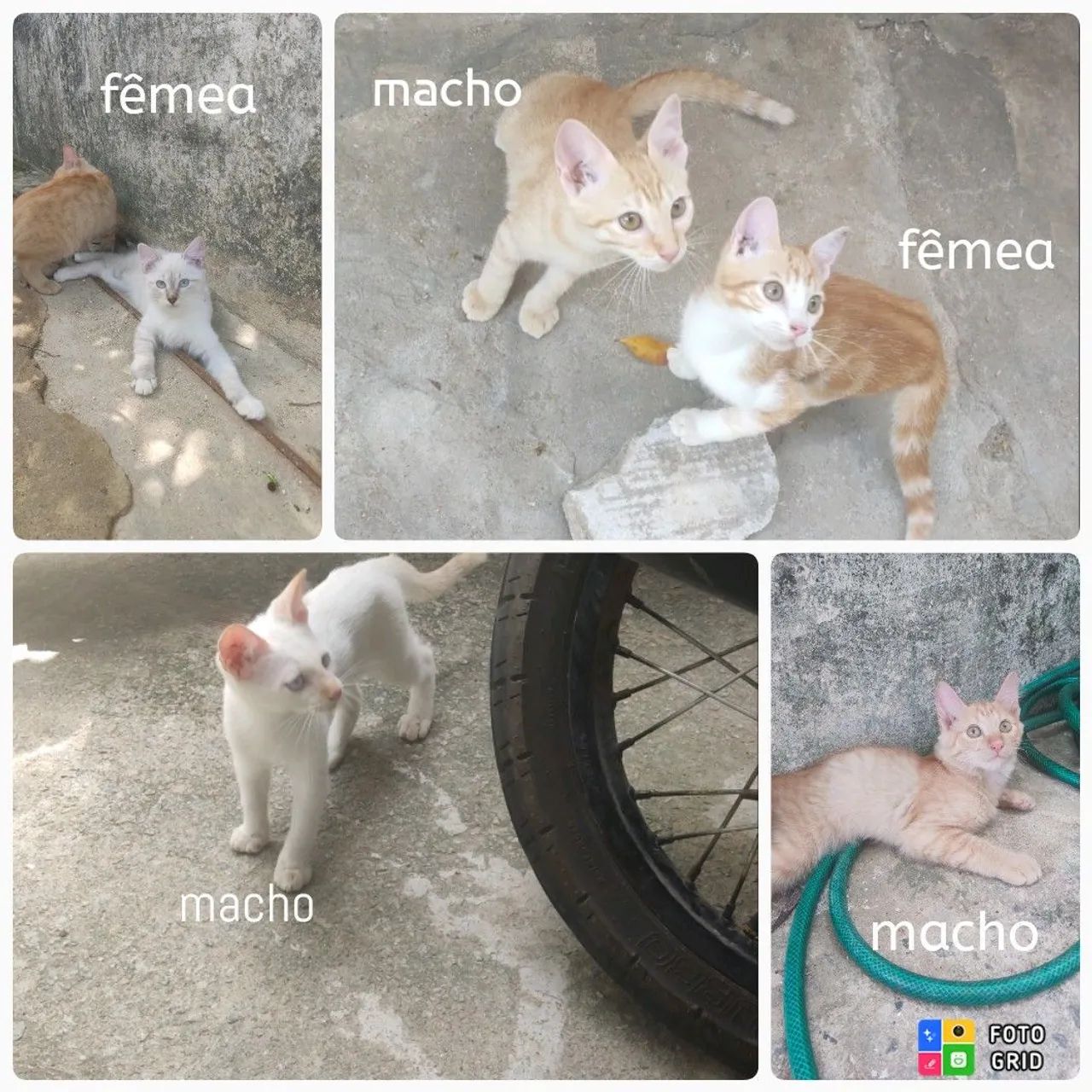 Gatinhos para adoção 