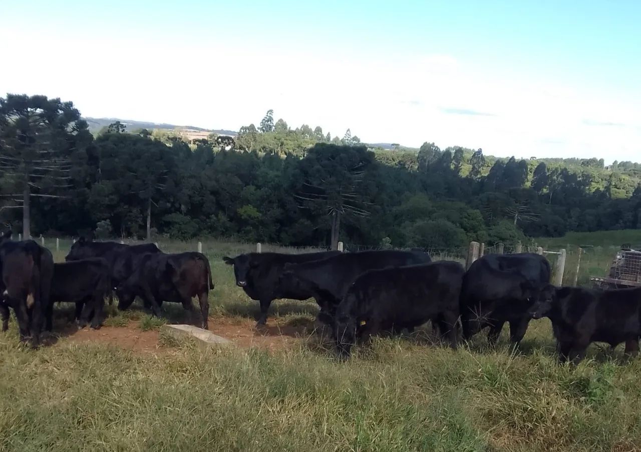 Angus vacas novilhas bezerras gado - Foto 3