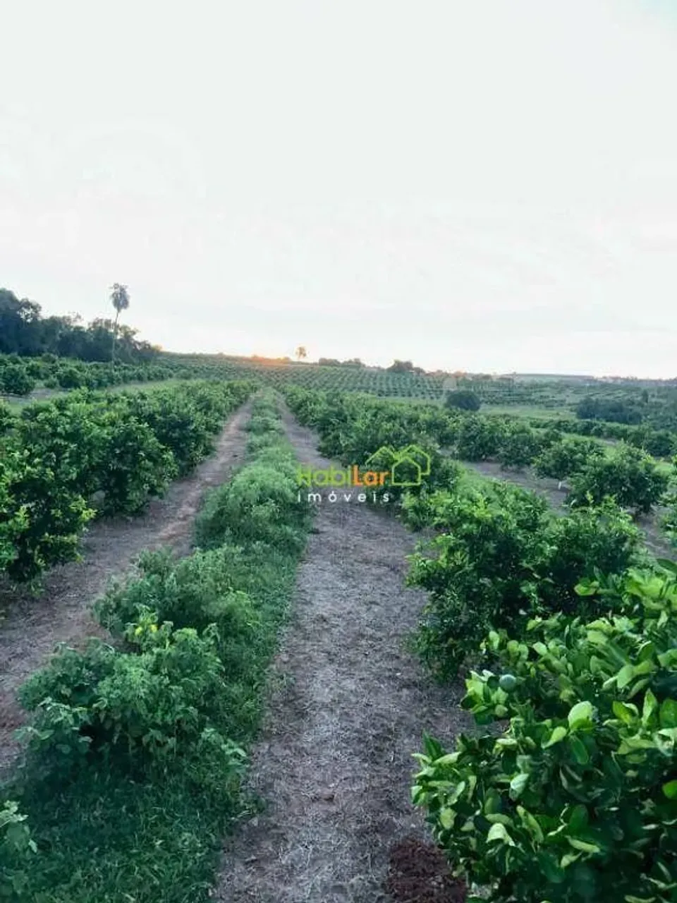 Sítio com 2 dormitórios à venda, 338800 m² por R$ 6.000.000 - Zona Rural - Urupês/SP