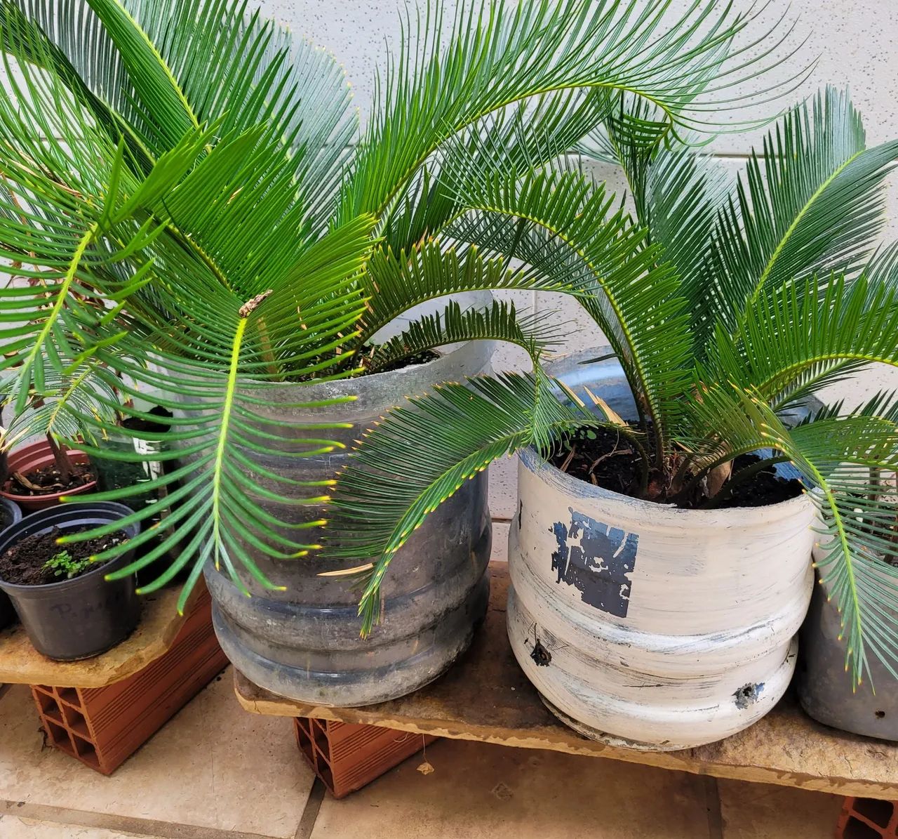 Duas Palmeiras em Vasos