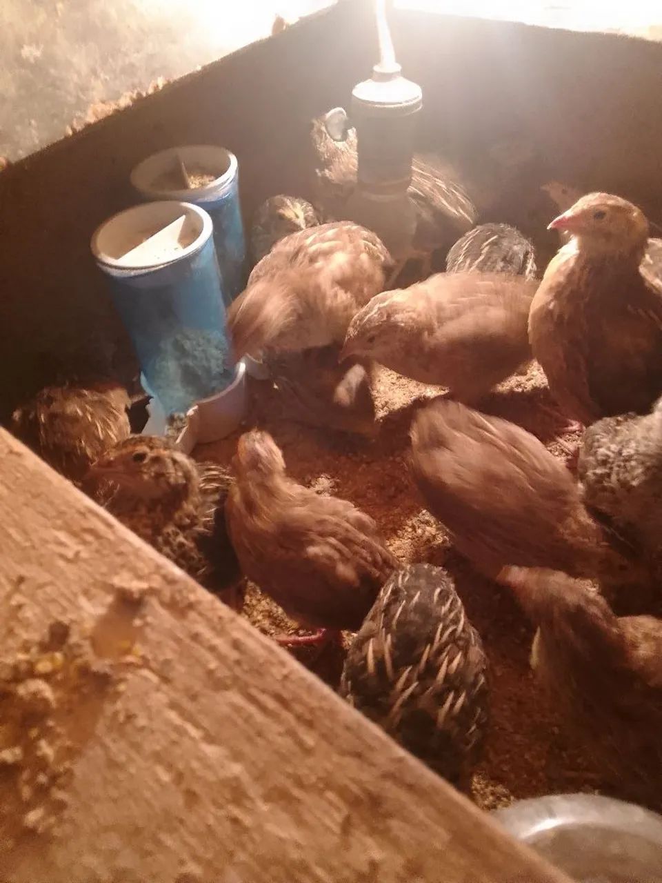 Vendo codornas femias a 15 e machos a 5 reais a sinba de 10 - Foto 2