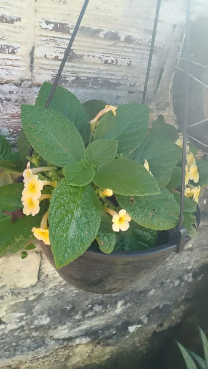 Plantas interna