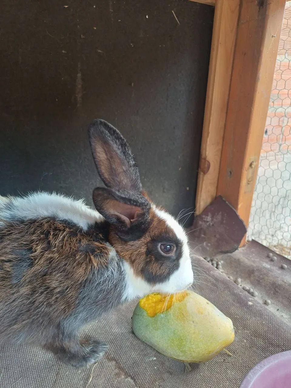 Vendo coelha adulta fêmea  - Foto 2