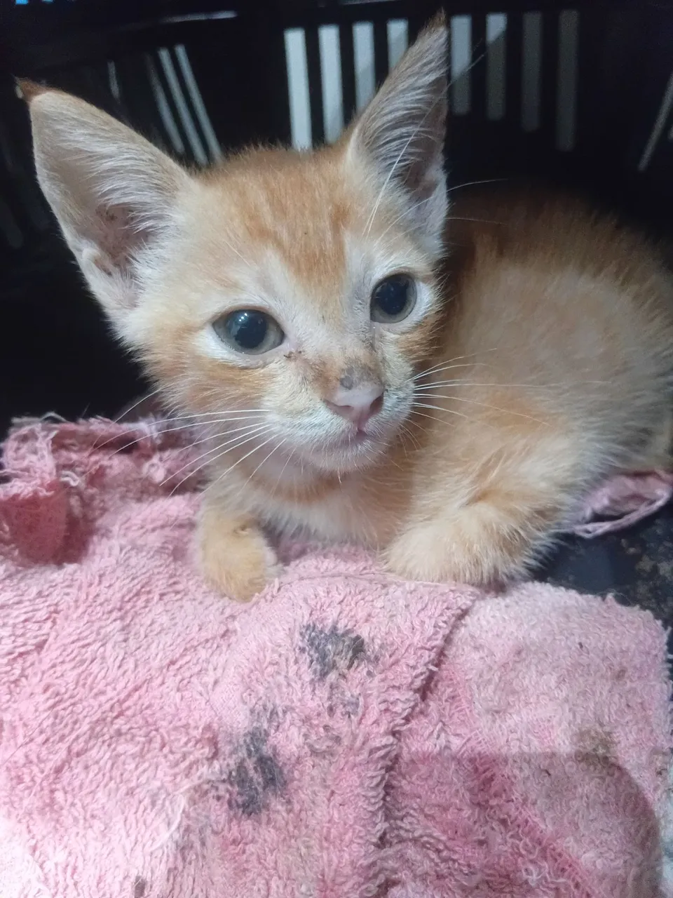 Gatinha laranja para adoção, a castração é garantida!