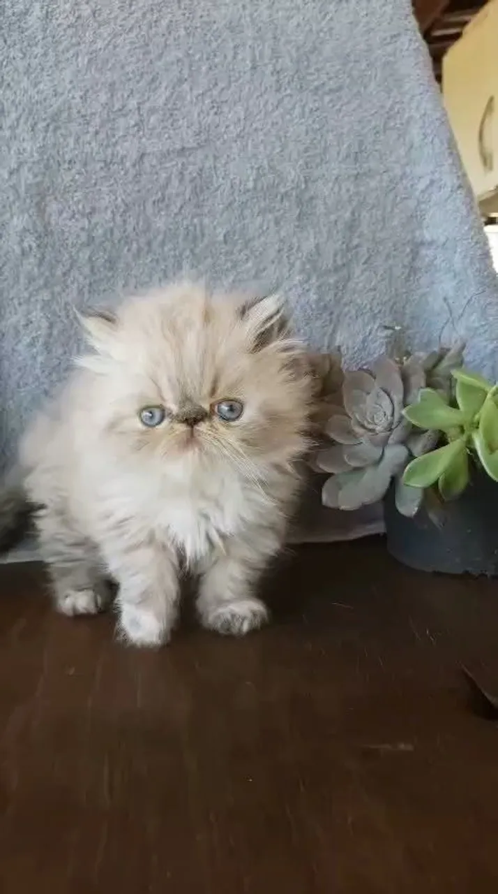 Filhote de Gato Persa Lindos