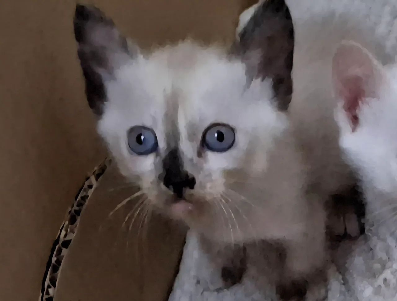 Linda gatinha para adoção