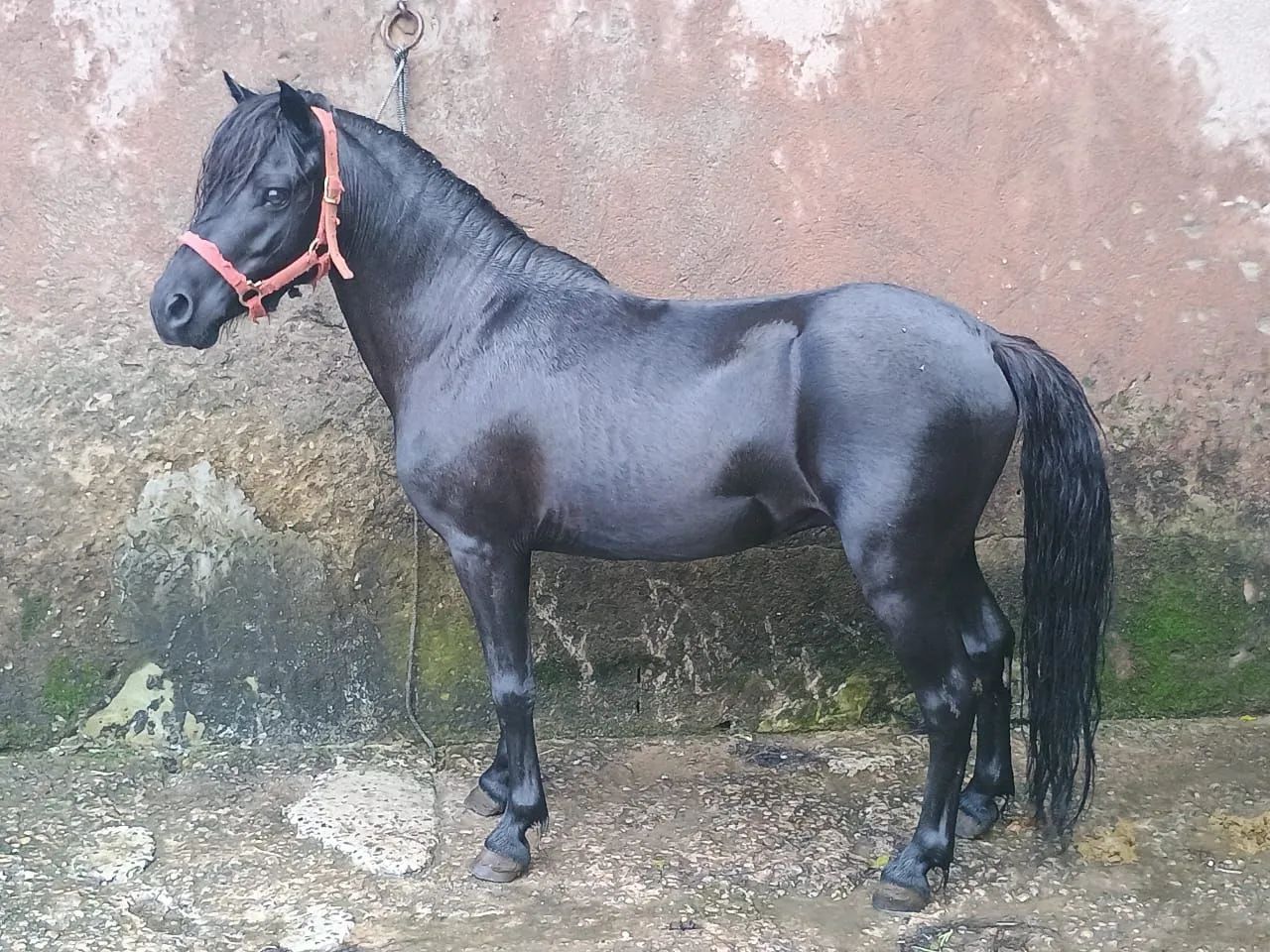 Pônei a venda Garanhão  - Foto 3