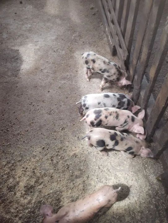 Filhotes de Pietran com Pial. - Foto 5