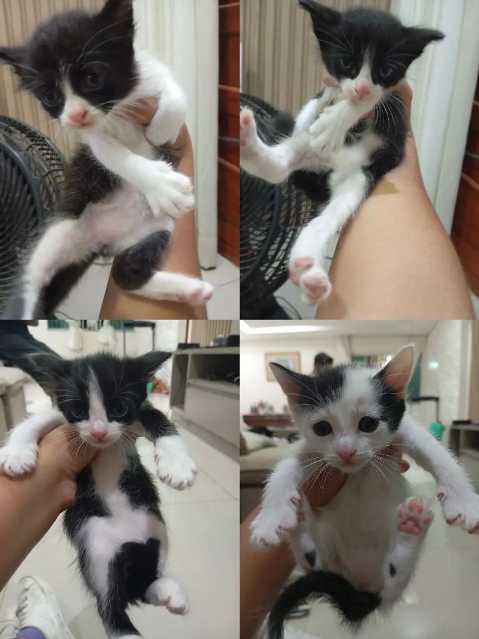 Filhote de gatinhos para doação  - Foto 4