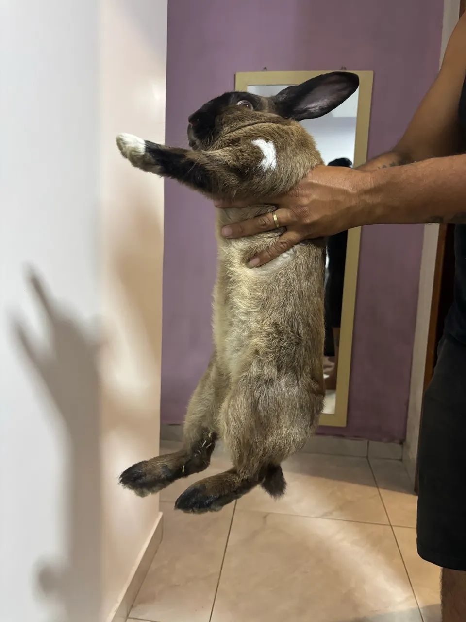 Coelho macho raça grande - Foto 2