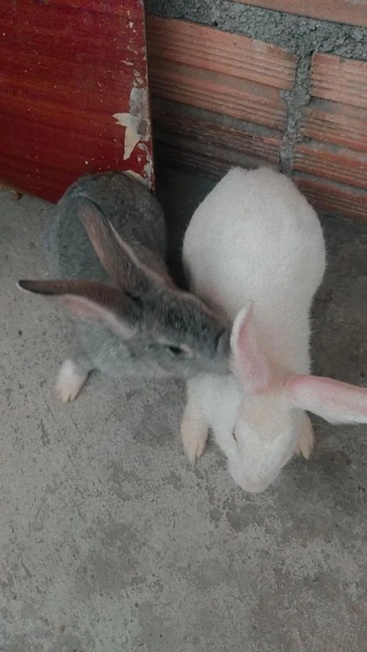 Coelhos Filhotes 2 meses