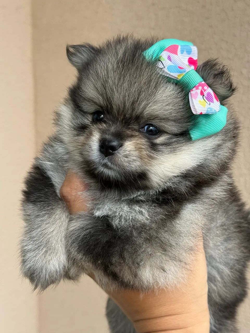 Filhote fêmea de Spitz Alemão anão- vacinada e vermifugada