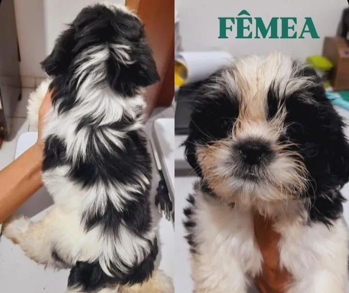 Filhotes Shih Tzu que possuem 2 meses(08/02/2025). 1 fêmea e 1 machos 