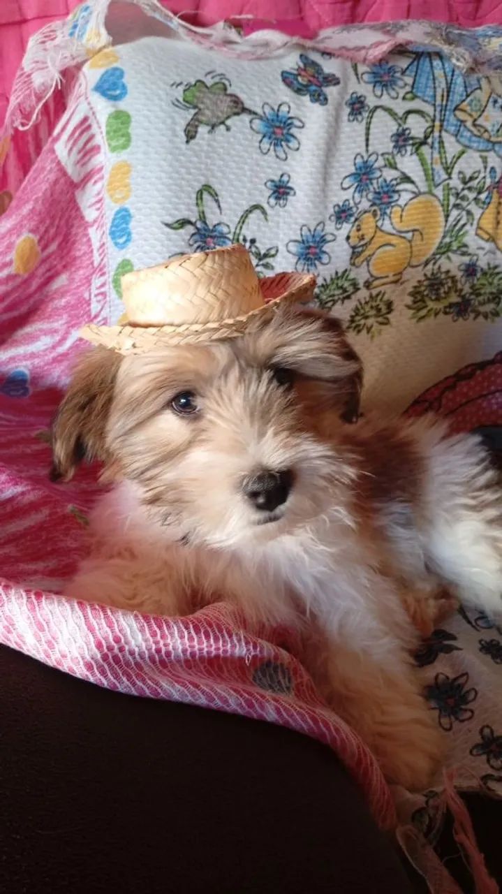 Vende se cachorra chetos  preço a conbinar